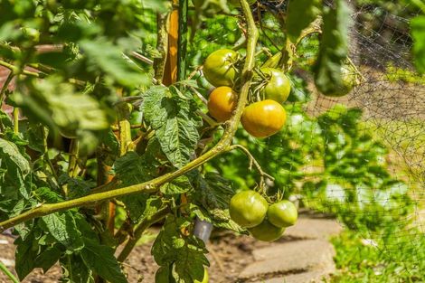 Photo of property in 54b Ascot Road, Mount Maunganui, 3116