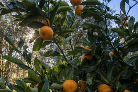 Photo of property in 40 Canon Road, Tanners Point, Katikati, 3170