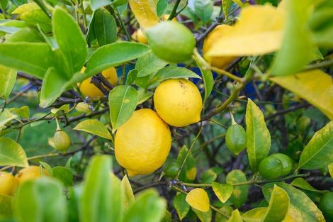 Photo of property in 7 Norfolk Crescent, Feilding, 4702