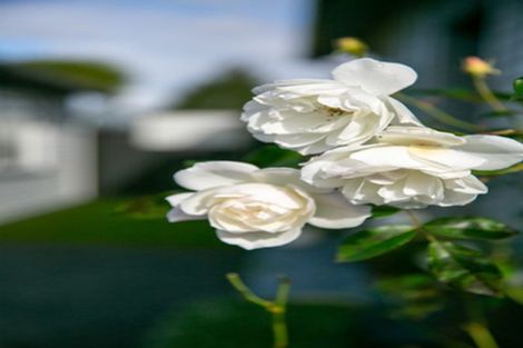 Photo of property in 56a Houchens Road, Glenview, Hamilton, 3206