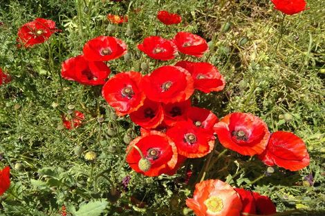 Photo of property in 31 Studholme Street, Temuka, 7920