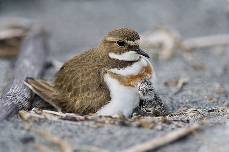 Photo of property in 109 The Strand, Okarito, Whataroa, 7886