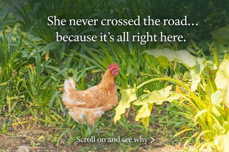 Photo of property in 1574 Cambridge Road, Te Awamutu, 3800