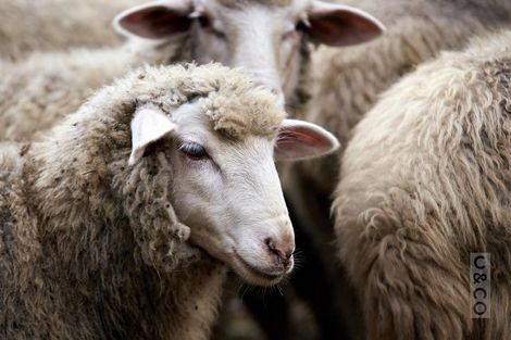 Photo of property in 75 Taylor Road, Waimauku, 0882