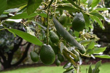 Photo of property in 14 Tupelo Place, Ohauiti, Tauranga, 3112