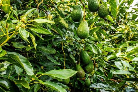 Photo of property in 67e Purangi Road, Purangi, Whitianga, 3591