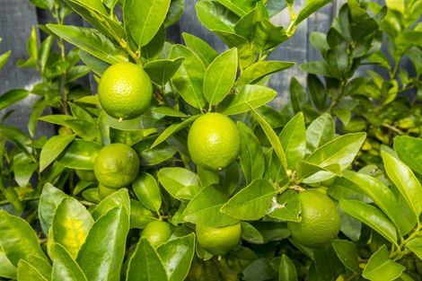 Photo of property in 44 Lord Street, Stokes Valley, Lower Hutt, 5019