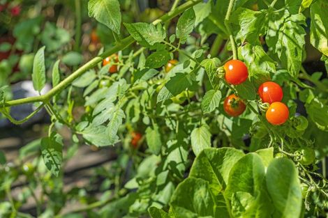 Photo of property in 1 Paratu Road, Richmond Downs, 3475