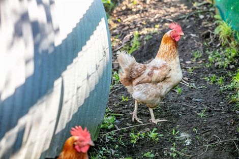 Photo of property in 24 Dawn View Place, Minden, Tauranga, 3176