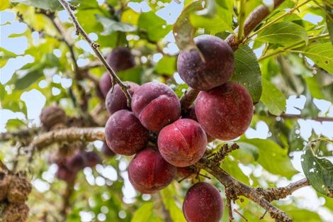 Photo of property in 103 Neudorf Road, Upper Moutere, 7175