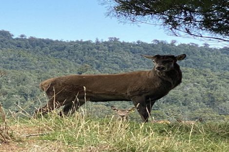 Photo of property in 1394 No 3 Road, Te Puke, 3183