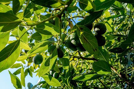 Photo of property in 499 Reid Road, Papamoa, Te Puke, 3187