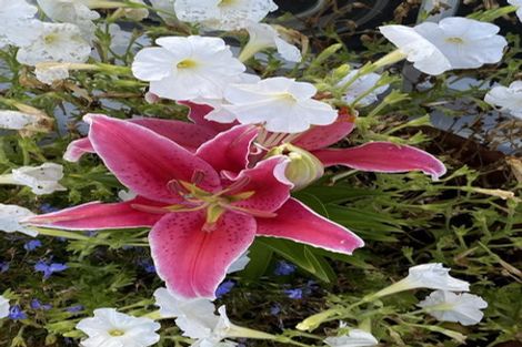 Photo of property in 15 Wrathall Road, Mangonui, 0420