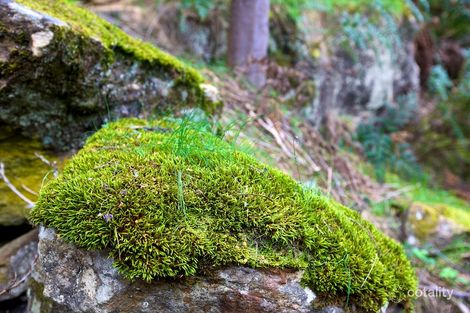 Property photo of 727 Molesworth Road Molesworth TAS 7140