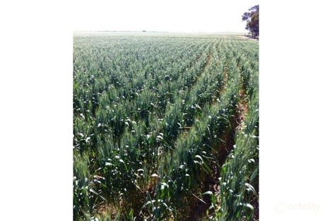 Lot 353 Abattoirs Rd, Bungama, SA 5540