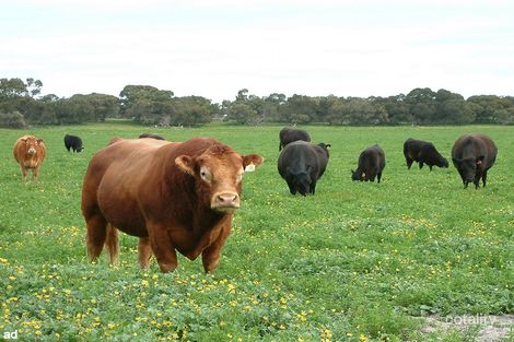 397 Taunta Hut Rd, Tintinara, SA 5266