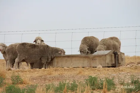 2212 Carew Rd, Kongal, SA 5270