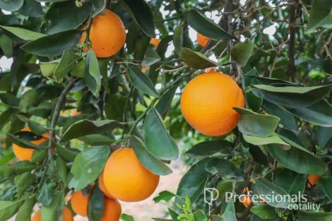 45 Regent Dr, Colignan, VIC 3494