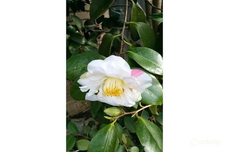 Property photo of 15 Farm Road Cheltenham VIC 3192