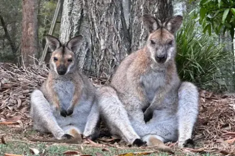 Property photo of 6 Clunes Close Ilarwill NSW 2463