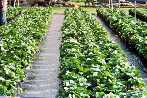 Property photo of 2575 Anderleigh Road Kia Ora QLD 4570