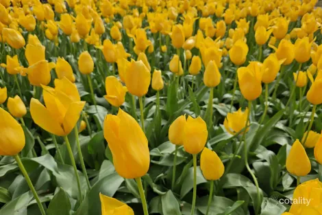 Property photo of 32 Rosenthal Street Doonside NSW 2767