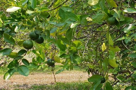 Property photo of 3355 Mossman Daintree Road Daintree QLD 4873