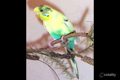 15/443 Albany Hwy, Victoria Park, WA 6100