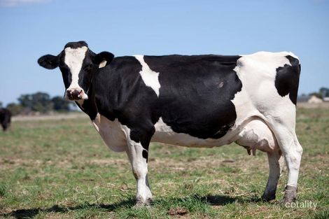 809 Eastern Creek Rd, Port Campbell, VIC 3269