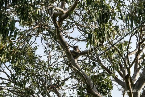 Property photo of 27 Eighth Avenue Raymond Island VIC 3880