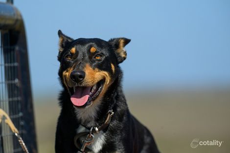 Lot 720 Haby Rd, Nildottie, SA 5238