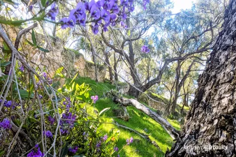 Lot 251 Millbank Rd, Cowalla, WA 6503