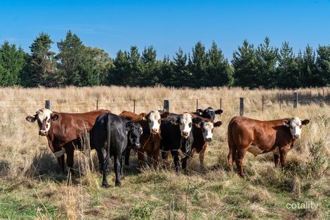 Property photo of 146 Canobolas Road Canobolas NSW 2800