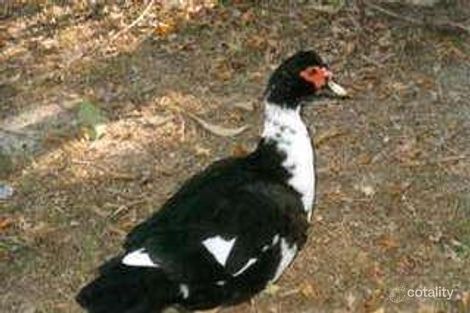 Property photo of 33 Toolakea Beach Road Bluewater QLD 4818