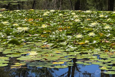 Property photo of 1032 Comboyne Road Cedar Party NSW 2429