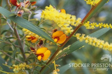 110 Winter Rtt, Yallingup, WA 6282