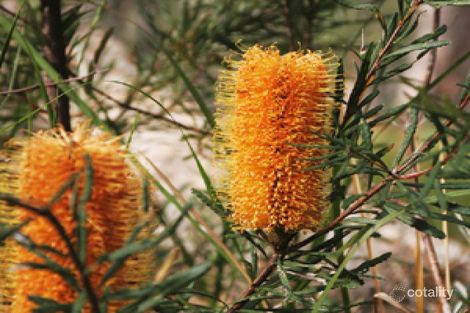 Property photo of 84 Glider Avenue Darawank NSW 2428