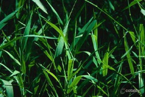 17 Fleur Ave, Tootgarook, VIC 3941