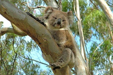 Property photo of 16A Caithness Avenue Beaumont SA 5066