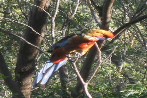 Property photo of 10 Ralph Avenue Belair SA 5052