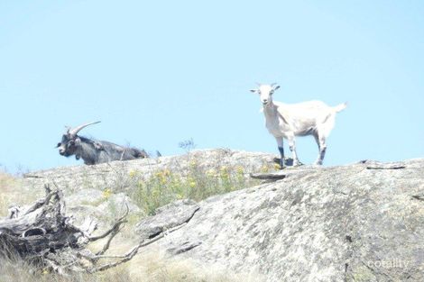 Property photo of 1469 Greenmantle Road Bigga NSW 2583