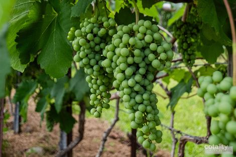 Property photo of 58 Jealous Road Byfield QLD 4703