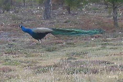 284 Long Forest Rd, Long Forest, VIC 3340