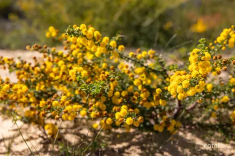Property photo of Ridge Way Jurien Bay WA 6516