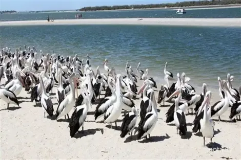 Property photo of 32/162 Frank Street Labrador QLD 4215