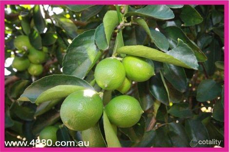 1297 Wolfram Rd, Dimbulah, QLD 4872