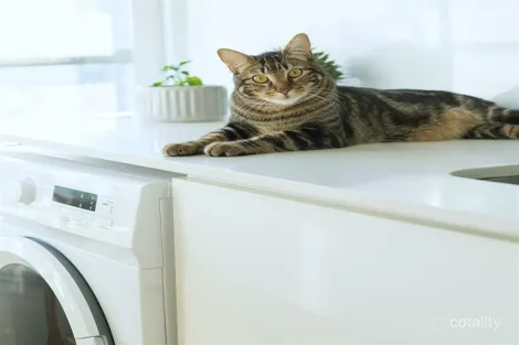 Property photo of 88-90 River Oak Drive Flagstone QLD 4280