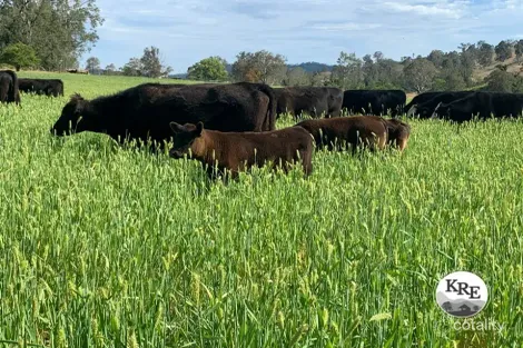 1050 Afterlee Rd, Eden Creek, NSW 2474