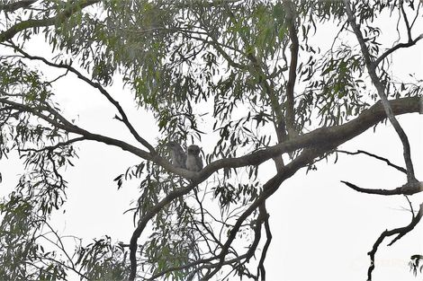 32-36 Eland Ct, Greenbank, QLD 4124