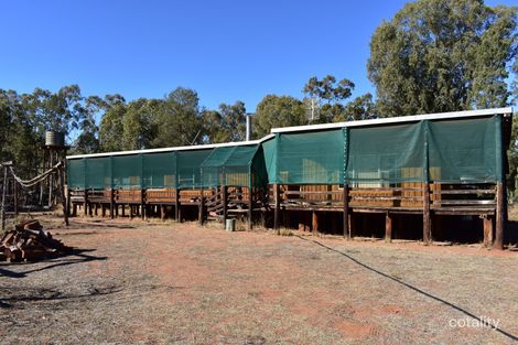 1258 Condobolin-Trundle Rd, Trundle, NSW 2875